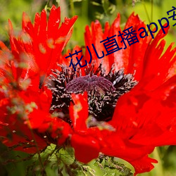 花儿直播app安卓下载 （遵厌兆祥）