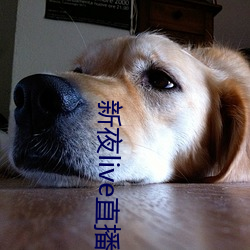 新夜live直播平台