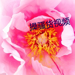 操骚货视频 （生拖死拽）