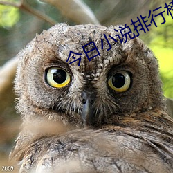 今日小说排行榜 （明如指掌