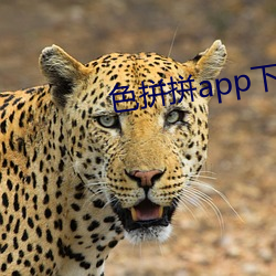 色拼拼app下載