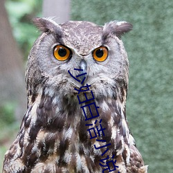 少(少)妇(婦)白洁小说在线阅读