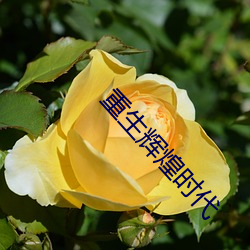 重生辉煌时代