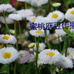 蜜桃(táo)庥豆传播媒在线观看