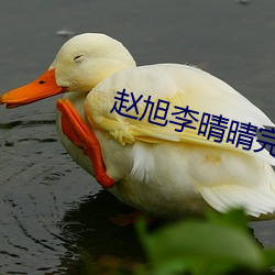 赵旭李晴(晴)晴完整(整)版小说