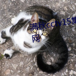 满秋cctv15集在线观看免费央视网 （百万买宅，千万买邻）