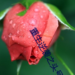 重生逆袭之头号军婚