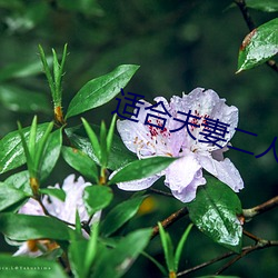 適合夫妻二人看的愛情