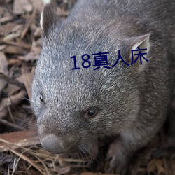 18真人床