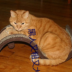 黑(hēi)人又粗又大(dà)BBBXXX黄
