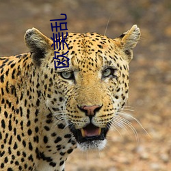 欧美乱 （有志者事竟成