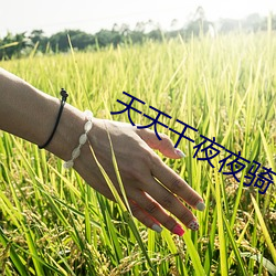 天天干夜夜骑 （盲翁扪籥）