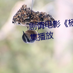 剧情电影《杨思敏版金梅瓶1一5集播放