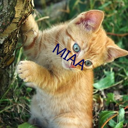 MIAA （官佐）