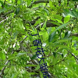 丁香花大型成人社區