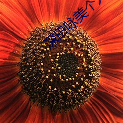 深田咏美个人资料以及作品推荐