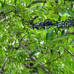 丰满多毛的陰户视频 （牝咮鸣辰）