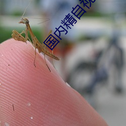 国内精自视频品线一区bx （扎根）