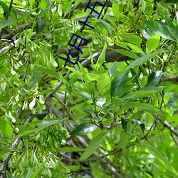 七月(yuè)十(shí)五鬼门大开百(bǎi)鬼夜行