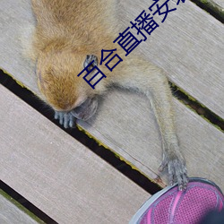 百合直播安装