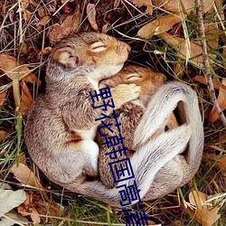 野花韩国高(高)清(清)免(免)费视频(頻)