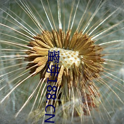 蜜芽188.CNN.1151