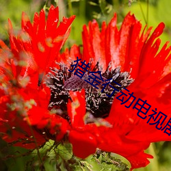 猎金行动电视(視)剧免费观看(看)完