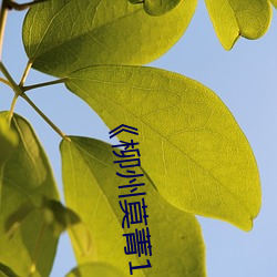 《柳(柳)州莫菁12部》高清不卡在线观看