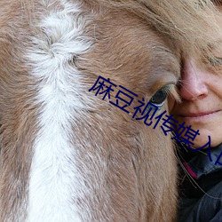 麻豆视传媒入口