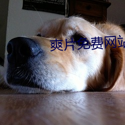 爽片免费网站