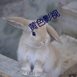 黄色影视
