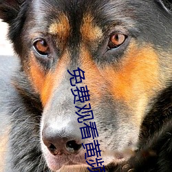 免费(費)观看黄(黃)频APP