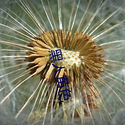 黑人黄色 （三坟五典）