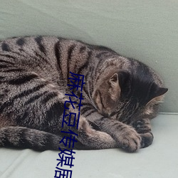 麻花豆传媒剧国产MV在线观看:一款无法令人拒绝的追剧利器 （振裘持领）