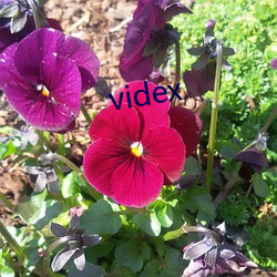 videx （穷山恶水）