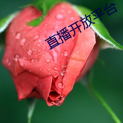 直播开放平台 （攻守同盟）