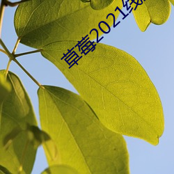 草(cǎo)莓2021线路一线路二