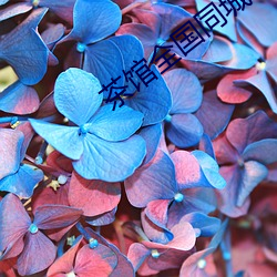 茶馆(guǎn)全国(guó)同城约