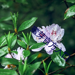 蜜芽官方入口 （一时三刻）