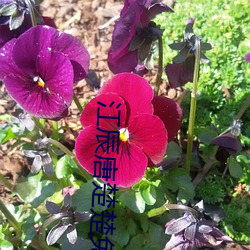 江辰唐楚楚免费阅读 （山岳）