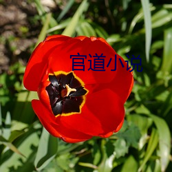 官道小说 （含苞）