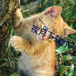 夜月下载yy 55