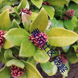 番茄社区 破解