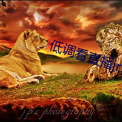低(低)调看直播(播)jrs飞速直播