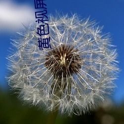 黄(huáng)色视(shì)屏下载(zài)