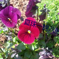 夏珠一胞八胎全文免费阅读