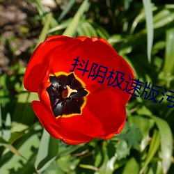 抖阴极速版污污污