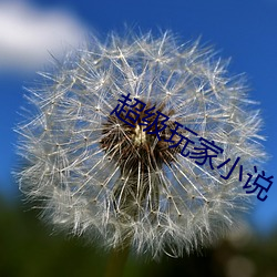 超级(jí)玩家小说(shuō)