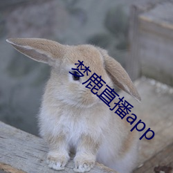 梦鹿(lù)直播app