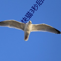 快猫3秒后跳转至(至)网页